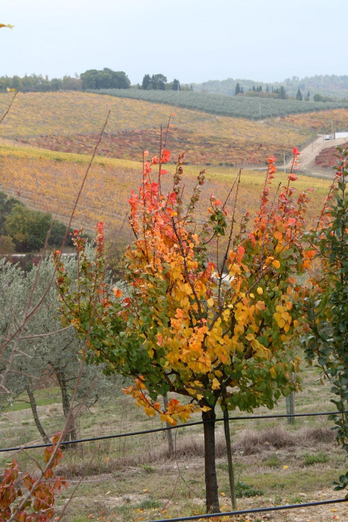 Le Terrazze Del Chianti Bed & Breakfast San Donato in Poggio Exterior photo